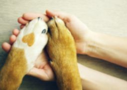 Pets